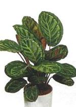 Calathea roseopicta