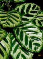 Calathea rotundifolia