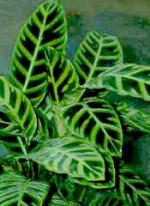 Calathea ecuadoriana