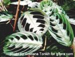 Maranta leuconeura "Massangeana"