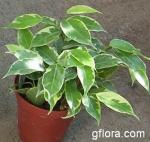 Ficus