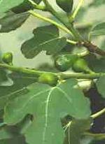 Ficus carica L.