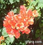 Bougainvillea