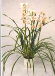 Cymbidium