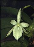 Angraecum