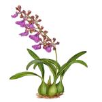 Epidendrum