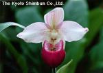 Phragmipedium schlimii (Rchb. f.) Rolfe.
