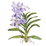 Vanda coerulea Griff. ex Lindl. (Blue Orchid)