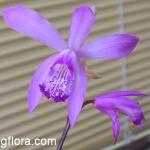 Bletilla striata flowers