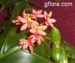 Epidendrum cinnabarinum