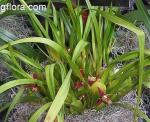 Maxillaria tenuifolia Lindl.