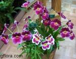 Miltonia