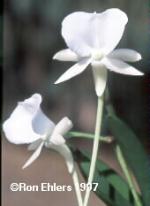 Angraecum Longiscott