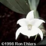 Angraecum magdalenae