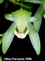 Coelogyne confusa