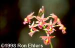 Epidendrum (haemathantum x cinnabarinum)