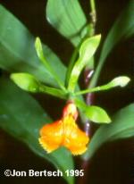 Epidendrum pseudepidendrum