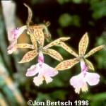 Epidendrum stamfordianum