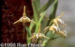 Maxillaria pseudoreichenheimiana