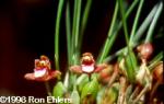 Maxillaria sanguinea