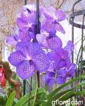 Vanda