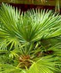 Chamaerops