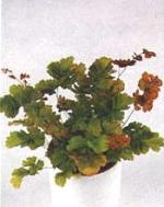 Adiantum grossum &#039;Bicolor&#039;