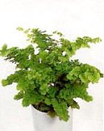 Adiantum &#039;Monocolor&#039;