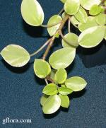 Peperomia magnolifolia variegata