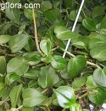 Peperomia scandens (False philodendron)