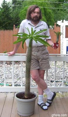 Pachypodium (Madagascar Palm)