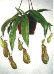 Nepenthes