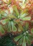 Drosera