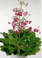 Primula malacoides