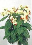 Clerodendrum