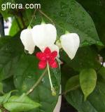 Clerodendrum thomsonae