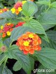 Lantana