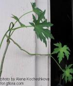 Cissus tuberosa